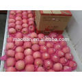 Yantai delicioso fresco vermelho Fuji Apple-blush